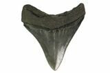 Fossil Megalodon Tooth - Serrated Blade #130850-2